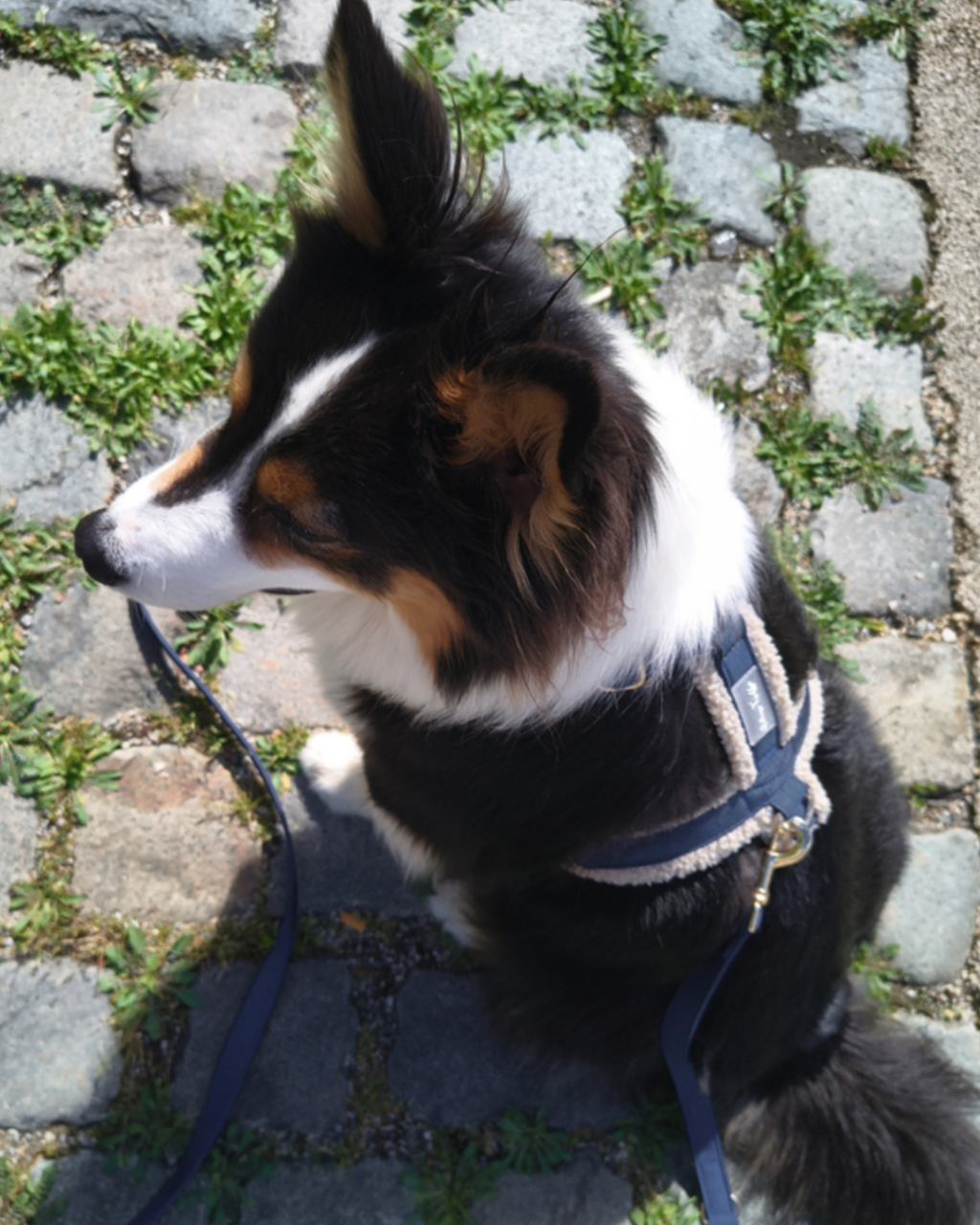 Laisse Denim